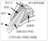 正常な歯と周囲の組織
